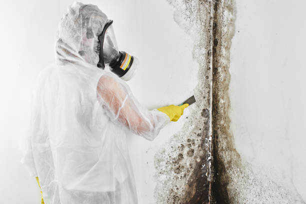 Best Mold Remediation for Specific Building Types in Merrimac, VA