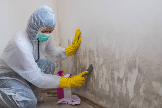Best Kitchen Mold Remediation in Merrimac, VA