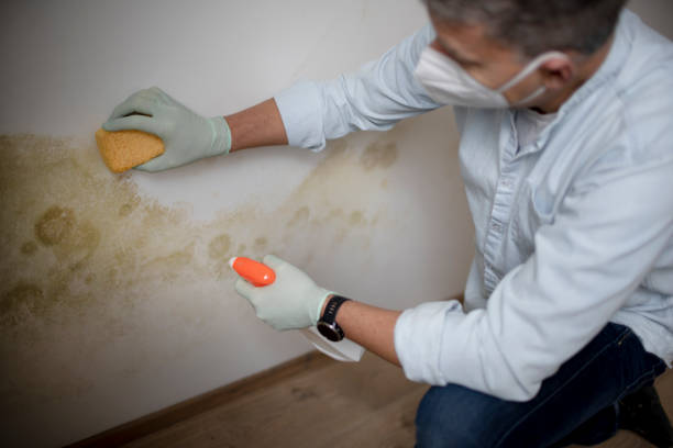 Best Post-Flood Mold Remediation in Merrimac, VA