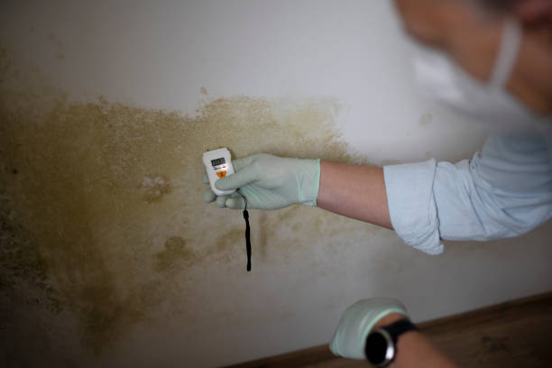 Best Health and Safety Mold Remediation in Merrimac, VA
