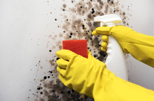 Best Post-Remediation Services in Merrimac, VA