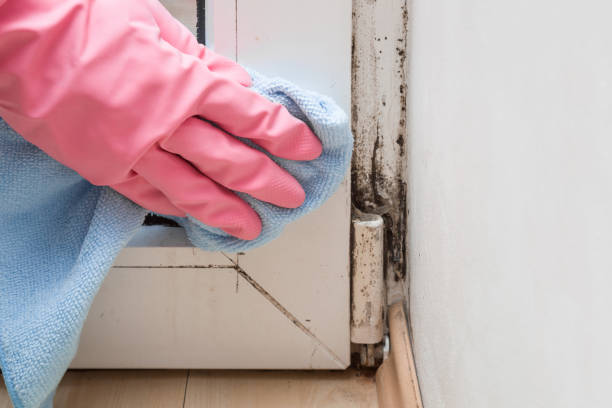 Best Emergency Mold Remediation in Merrimac, VA