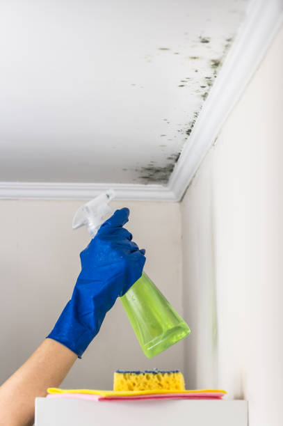 Best Mold Remediation for Specific Building Types in Merrimac, VA