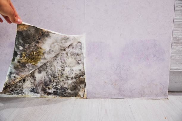 Best Attic Mold Remediation in Merrimac, VA